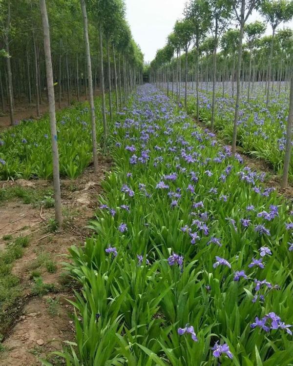 水生植物鸢尾 蓝花兰花水生鸢尾 永顺德国鸢尾大量供应