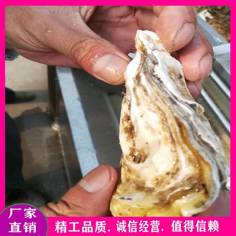 洋葱毛辊去皮机 科力德贝壳类毛辊清洗机 毛辊高压喷淋清洗设备生产厂家