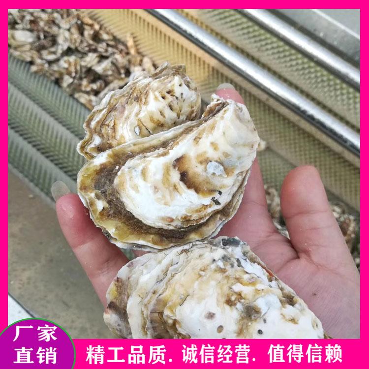 海蛎子贝类毛刷清洗去杂机 平行式毛辊清洗机 多功能不锈钢毛辊清洗设备厂家