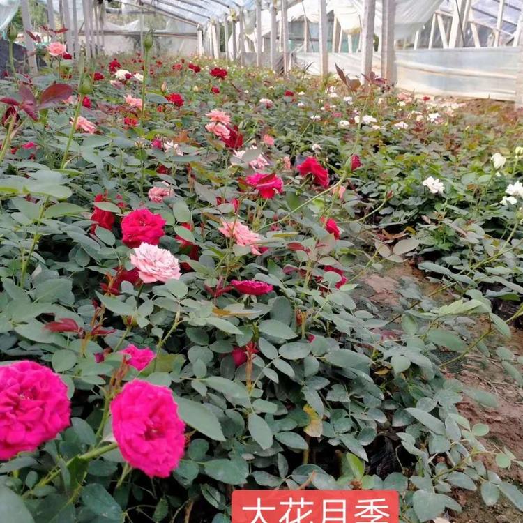 大花月季种植基地 大花月季报价 大花品种月季基地