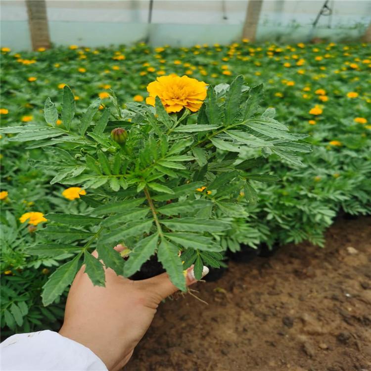 青州盛航花卉公司 孔雀草绿化效果 孔雀草价格