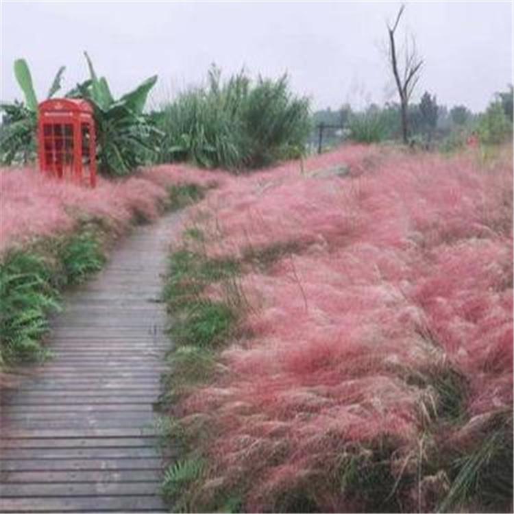 山东观赏草花 粉黛乱子草 大量批发