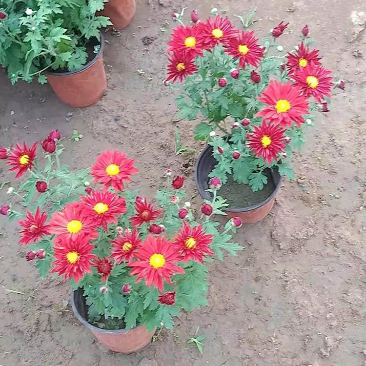 苗圃直供 国庆菊培育 租摆国庆菊