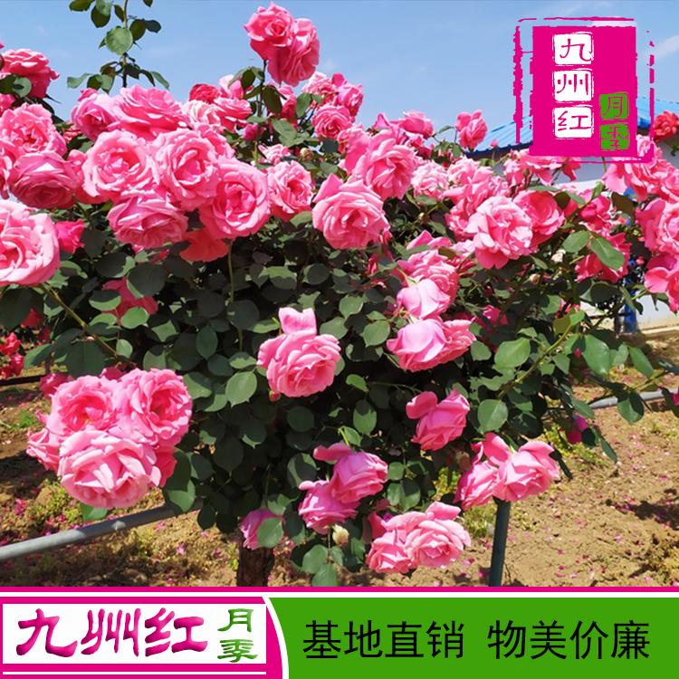 月季树批发 月季树盆景 供应月季树