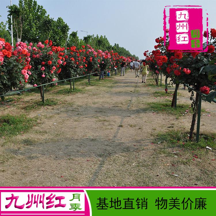 九州红月季树基地 3公分月季树小苗 月季树种植基地 专业供应独杆月季树