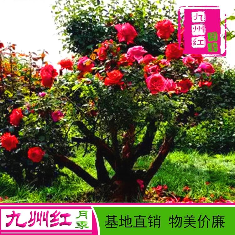 树状月季花苗批发绿化花木庭院观赏行道点缀室内盆栽树桩月季树