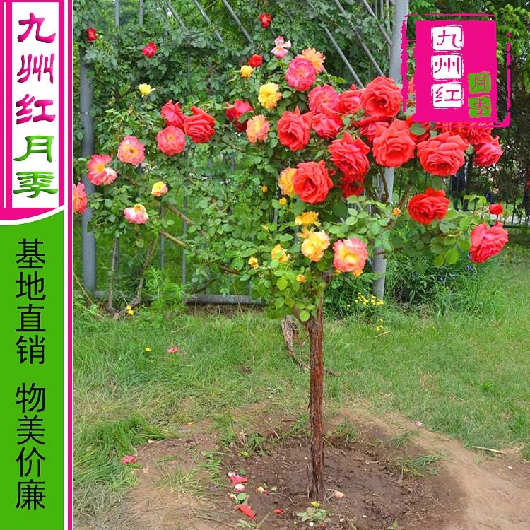 月季树批发价格 藤本月季苗种植基地