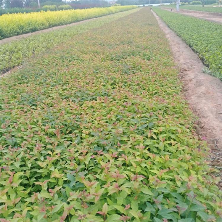 金焰绣线菊培育基地 凯洋花卉 青州金焰绣线菊小皮桶