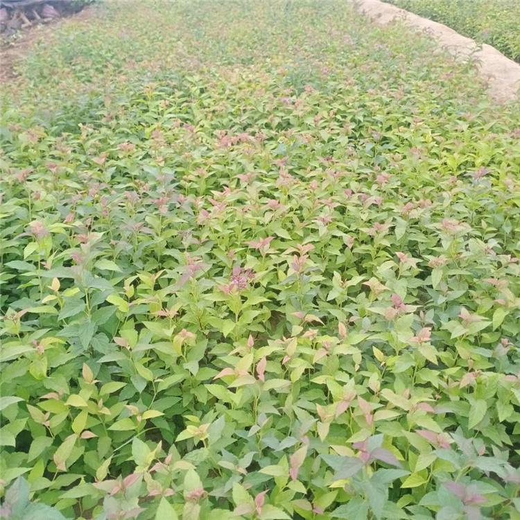 基地供应 金焰绣线菊小皮桶 金焰绣线菊批发