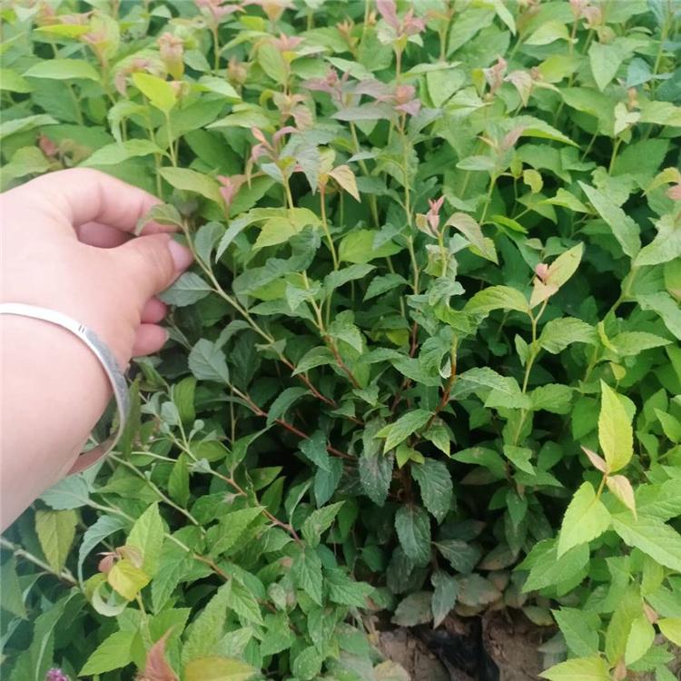 金焰绣线菊小皮桶 凯洋花卉 青州金焰绣线菊价格