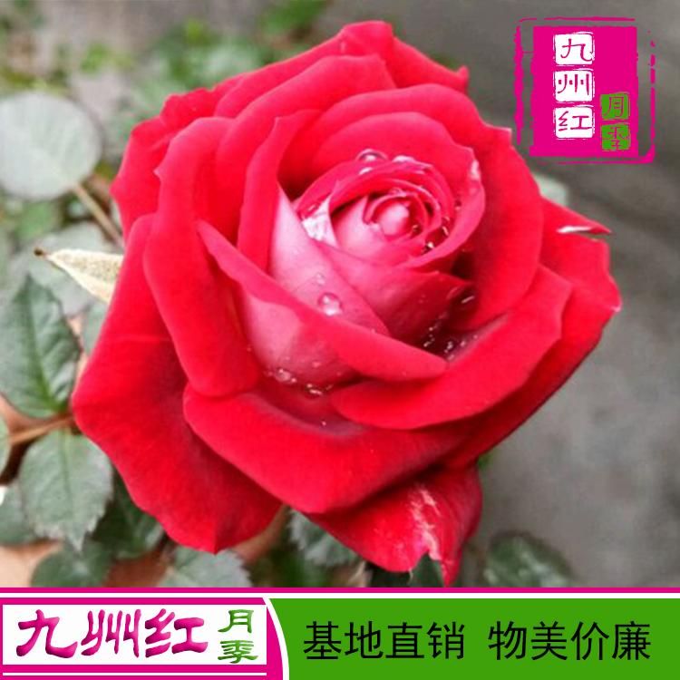 月季基地批发 大花丰花切花欧月月季价格 九州红