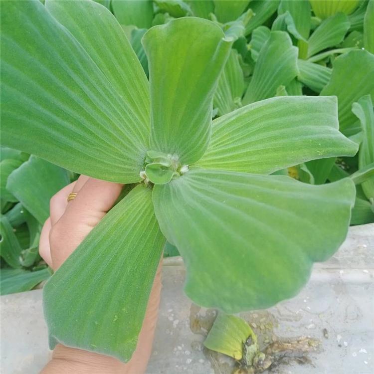 价格实惠 水芙蓉 水芙蓉直销