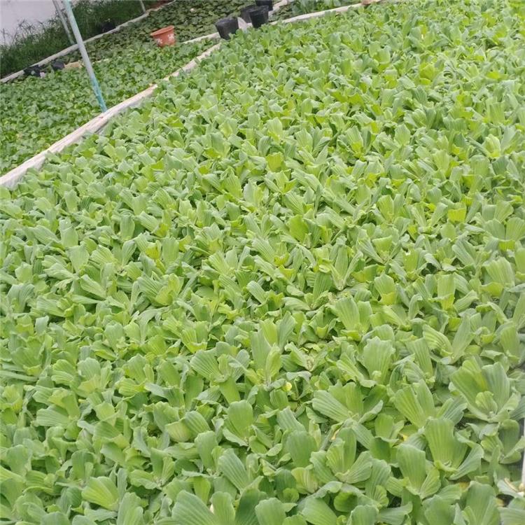 价格实惠 水芙蓉小苗 水芙蓉直销
