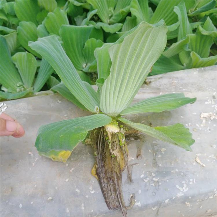 水芙蓉 青州水生植物 水芙蓉直销 量大优惠