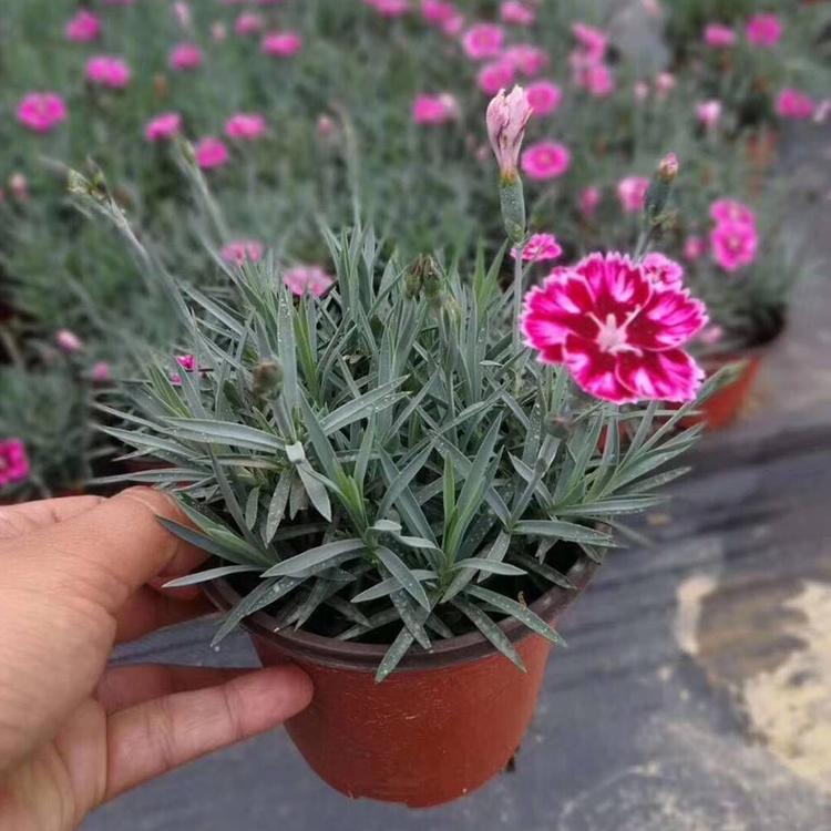 彩虹石竹供应 山东彩虹石竹 彩虹石竹培育
