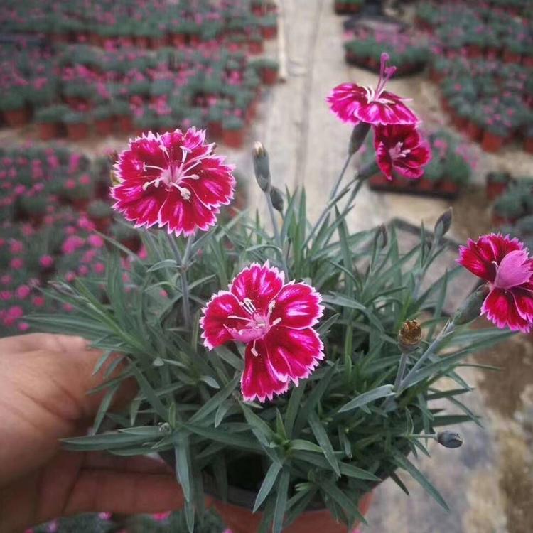 彩虹石竹出售 山东彩虹石竹 彩虹石竹销售