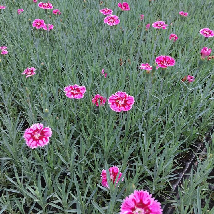 彩虹石竹价格 青州彩虹石竹 彩虹石竹销售