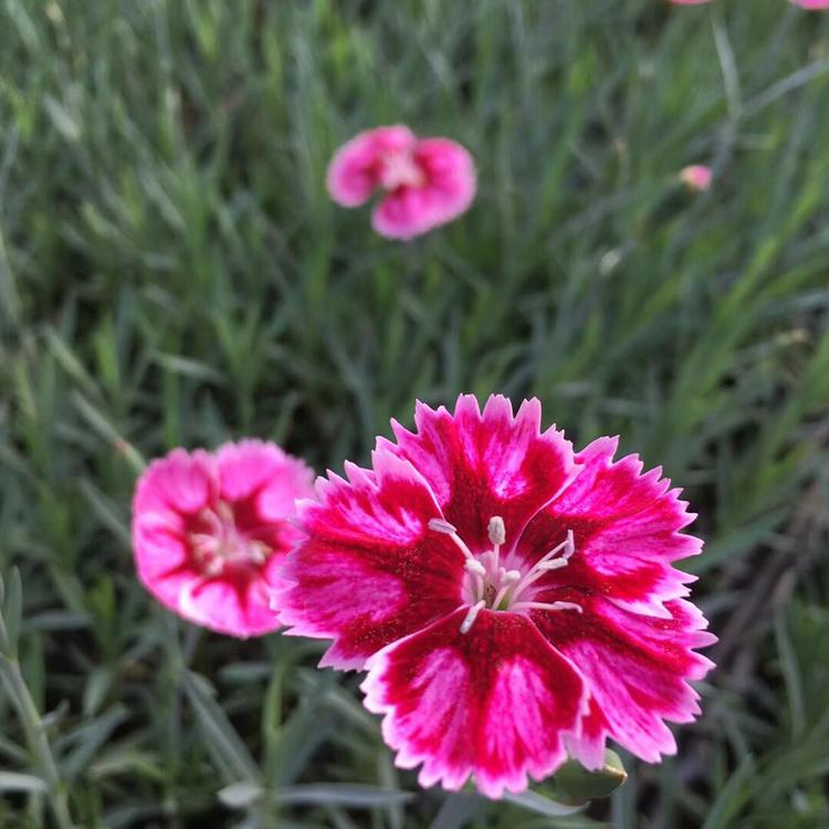 彩虹石竹批发 青州彩虹石竹 彩虹石竹种植基地