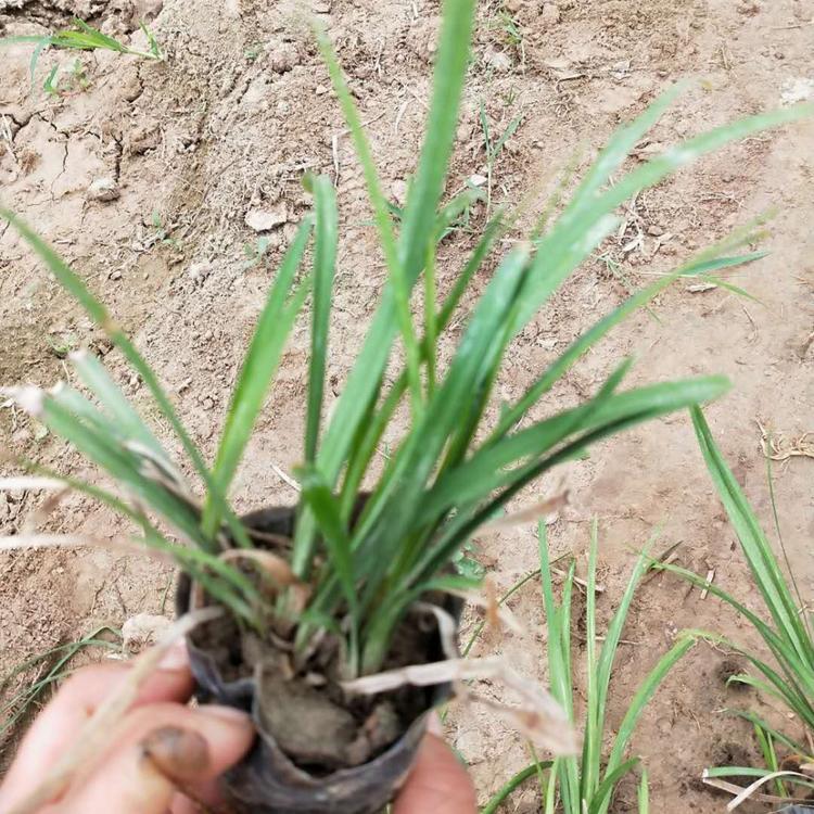 多芽细叶麦冬草 青州麦冬种植基地 矮麦冬供应 麦冬小苗批发 便宜的麦冬杯苗
