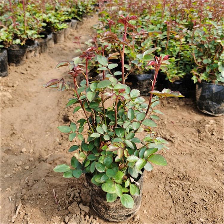 月季花卉基地 月季四季草花