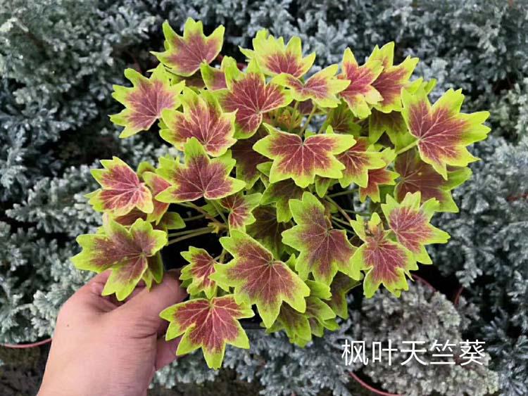 青州凡根基地_凡根价格_凡根价格优惠