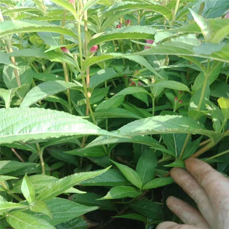 红王子锦带花期是几月 红王子锦带出售 红王子锦带价格
