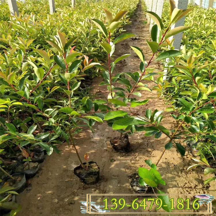 彩色树种火焰红叶石楠扦插苗 盆栽红叶石楠红罗宾批发