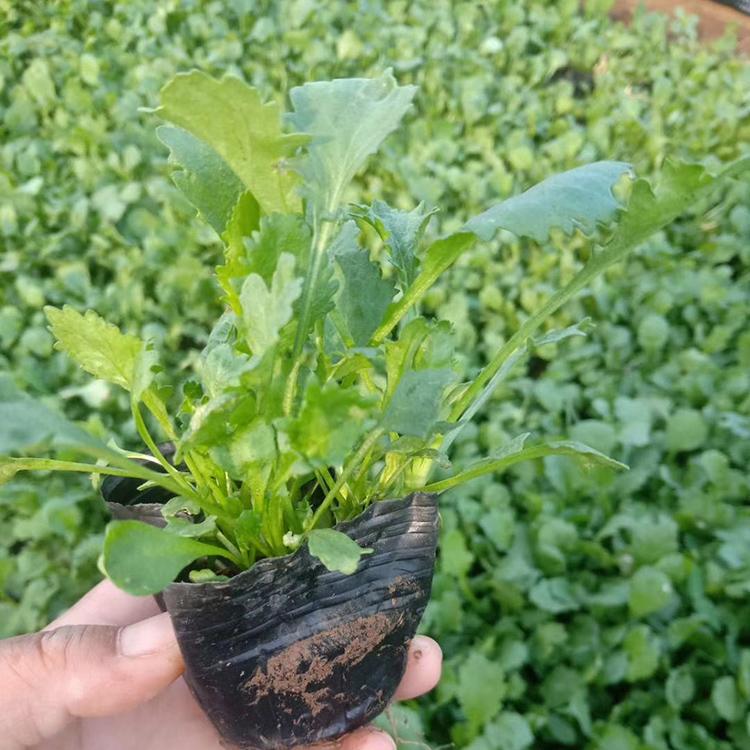 自产自销 大滨菊小苗 山东大滨菊培育