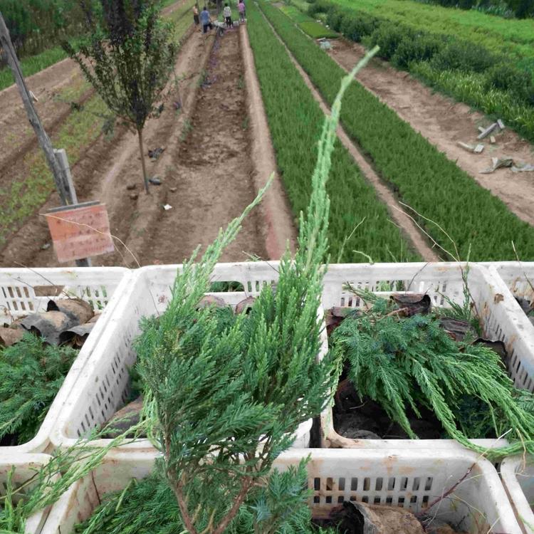 小龙柏 山东小龙柏价格 绿篱用苗小龙柏基地