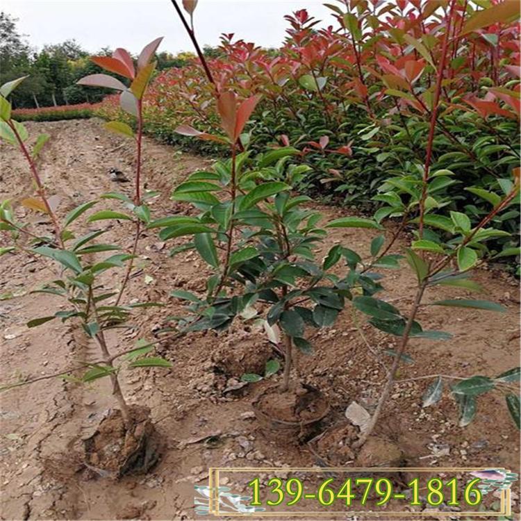 园林植物大杯红叶石楠 火焰红叶石楠杯苗 规格齐全欢迎考察