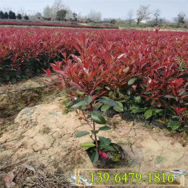 供应大杯石楠苗 25公分红叶石楠杯苗 红叶植物红叶石楠价格