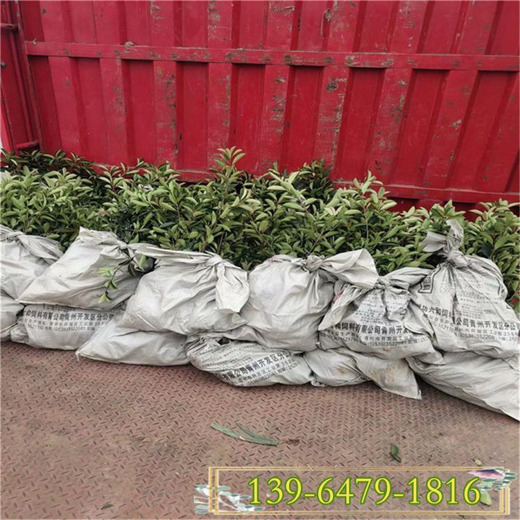 红叶石楠色块小苗 30公分高山东彩诺红叶石楠小苗 红罗宾杯苗