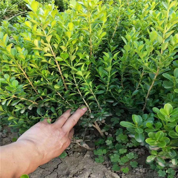 山东瓜子黄杨杯苗价格 瓜子黄杨基地 批发采购园林绿化常用苗木瓜子黄杨