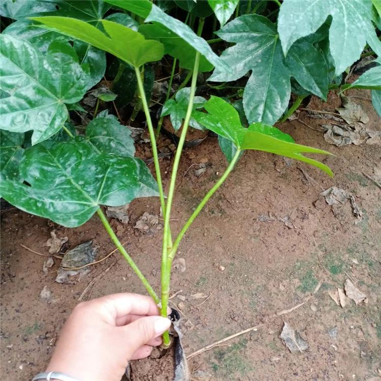 八角金盘种植基地 山东八角金盘 应季苗木