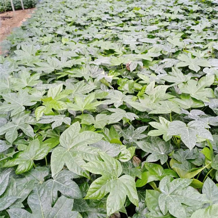 产地供应 八角金盘 八角金盘种植基地