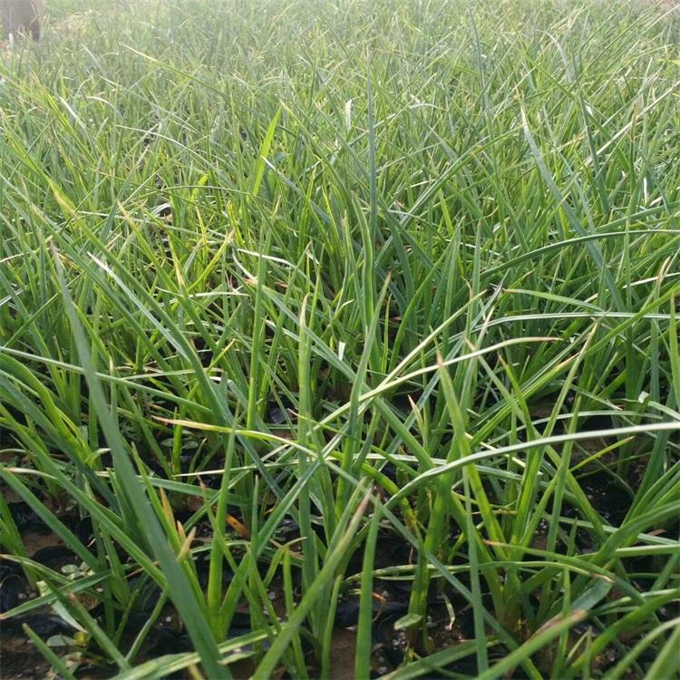 精品火炬花 火炬花品种 火炬花价格