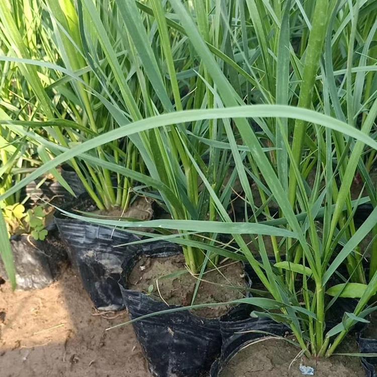 矮蒲苇小苗 时令草花 矮蒲苇批发商 基地直销