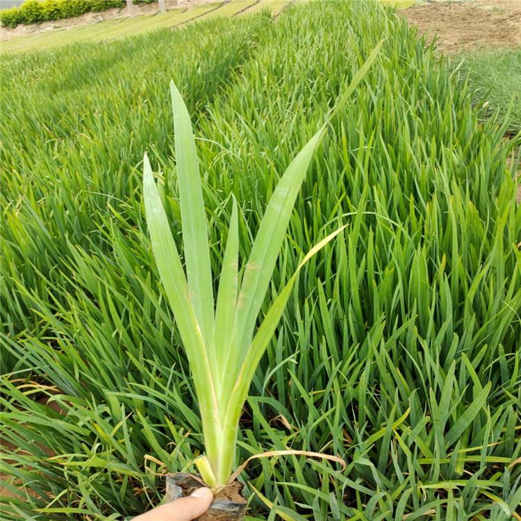 水生植物--水生鸢尾--鸢尾批发  现货供应