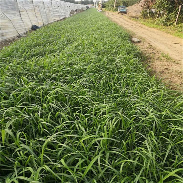 狼尾草杯苗 狼尾草宿根草花