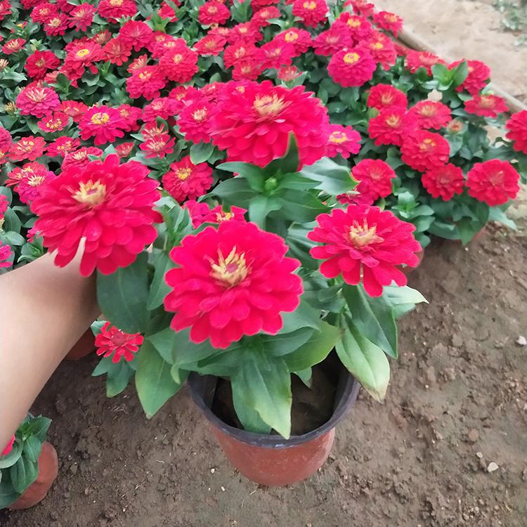 苗圃供应 百日草小苗 百日草批发 开花草花批发