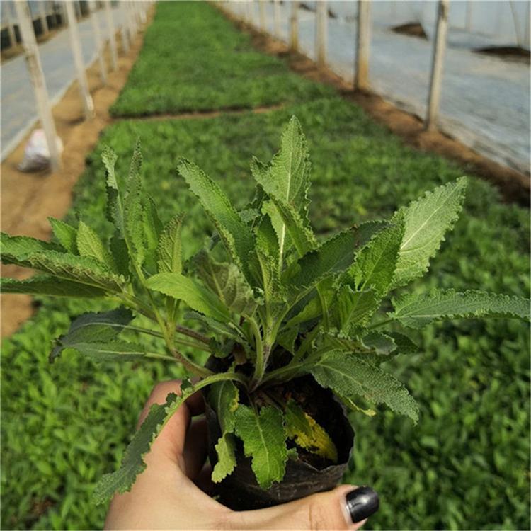鼠尾草小苗 鼠尾草观赏花卉