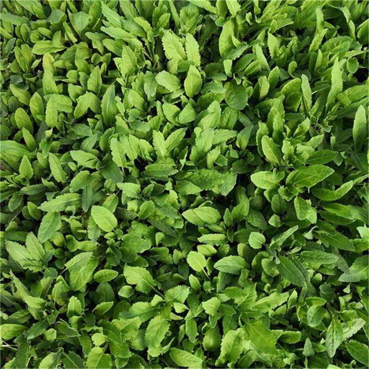 鼠尾草花卉 鼠尾草网红花海