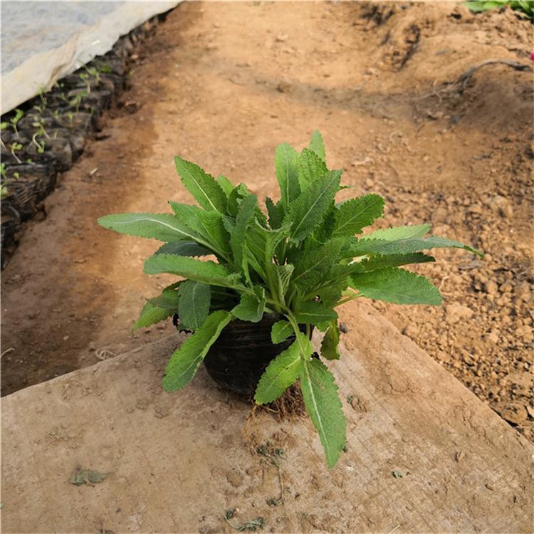 鼠尾草营养钵苗 鼠尾草景观花卉