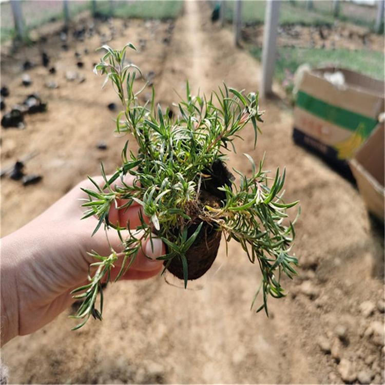 芝樱培育基地 芝樱绿化用苗