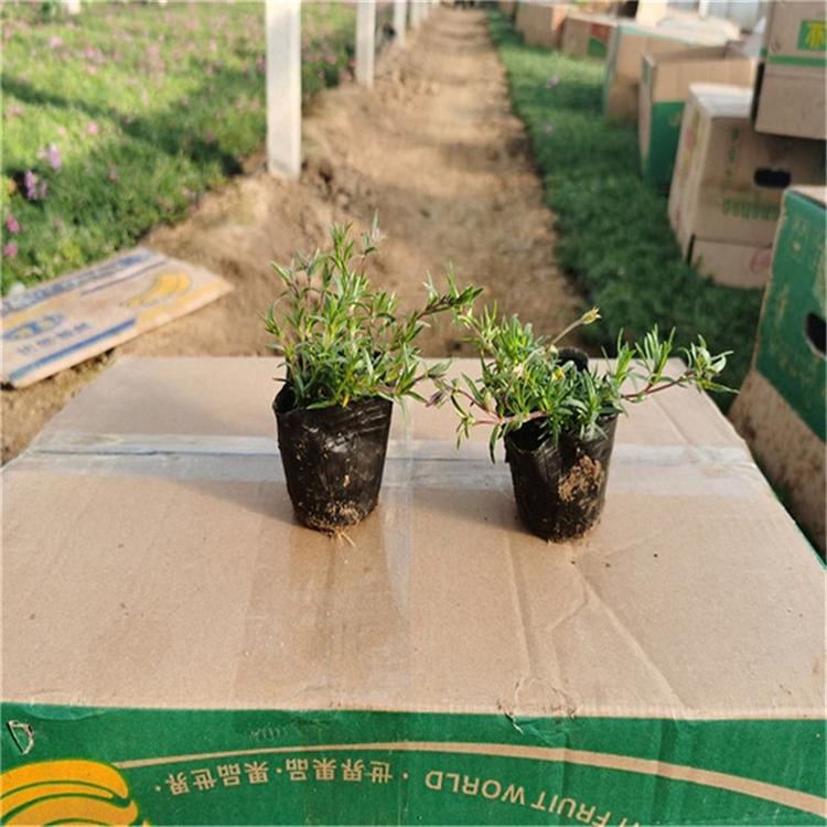 芝樱工程苗 芝樱花海用苗