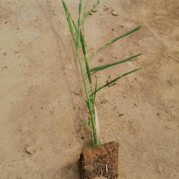 自产自销 斑叶芒小苗 斑叶芒供货商