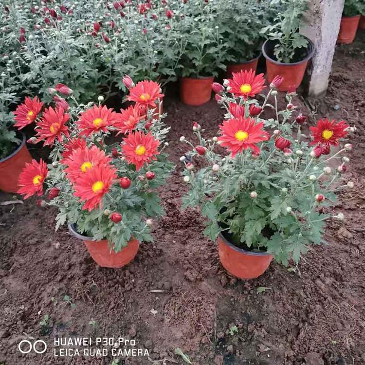 批发出售国庆菊 国庆菊种植基地 品质保障