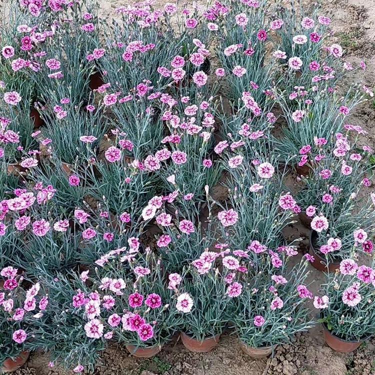 批发基地 彩虹石竹小苗 彩虹石竹种植基地