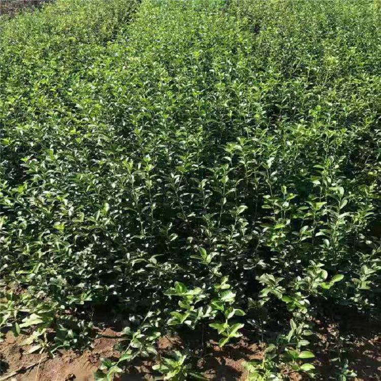 顺和花卉小叶扶芳藤 自产自销 爬行卫矛种植基地 长势好