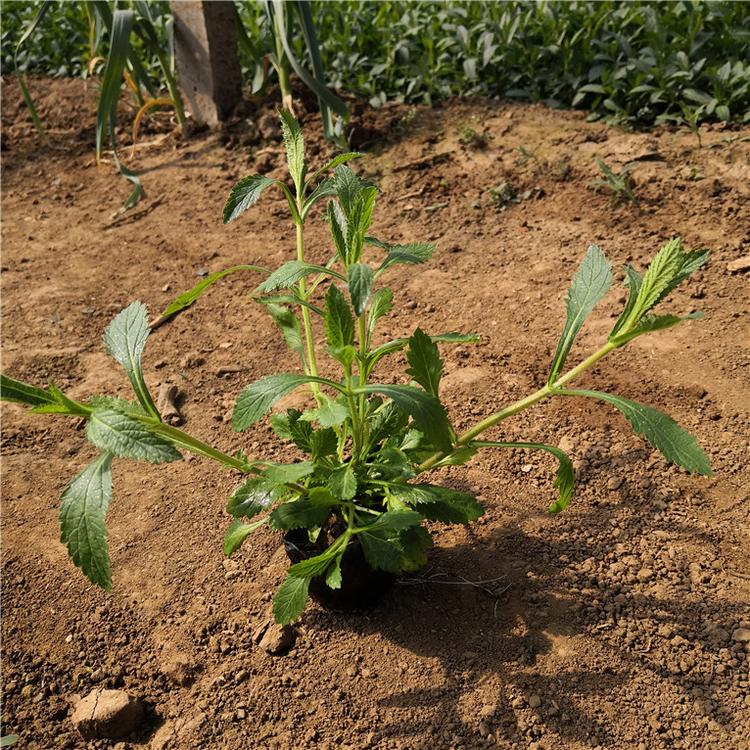 柳叶马鞭草量大从优 马鞭草地被植物